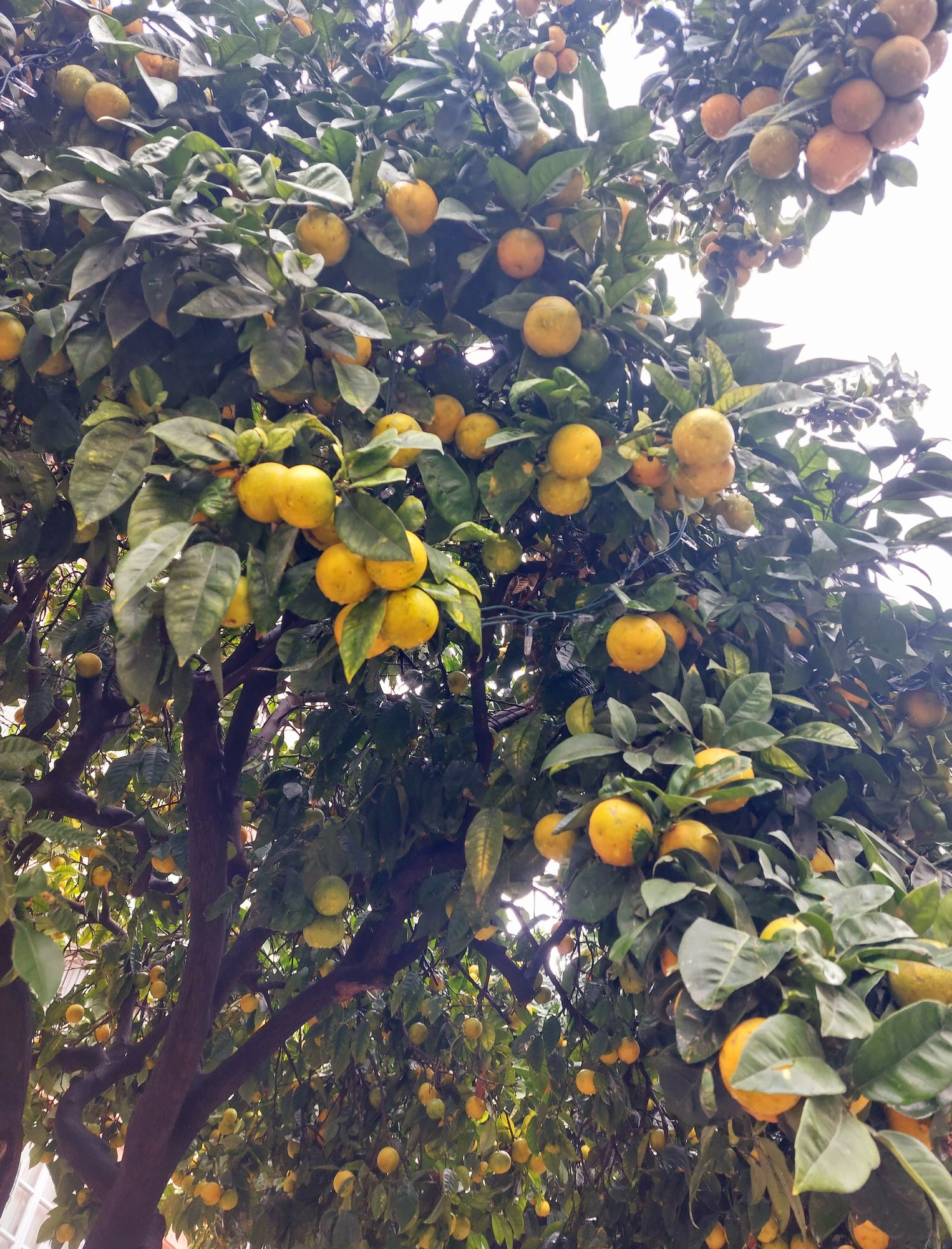 Orangenbaum voller Früchte in der Altstadt von Cádiz