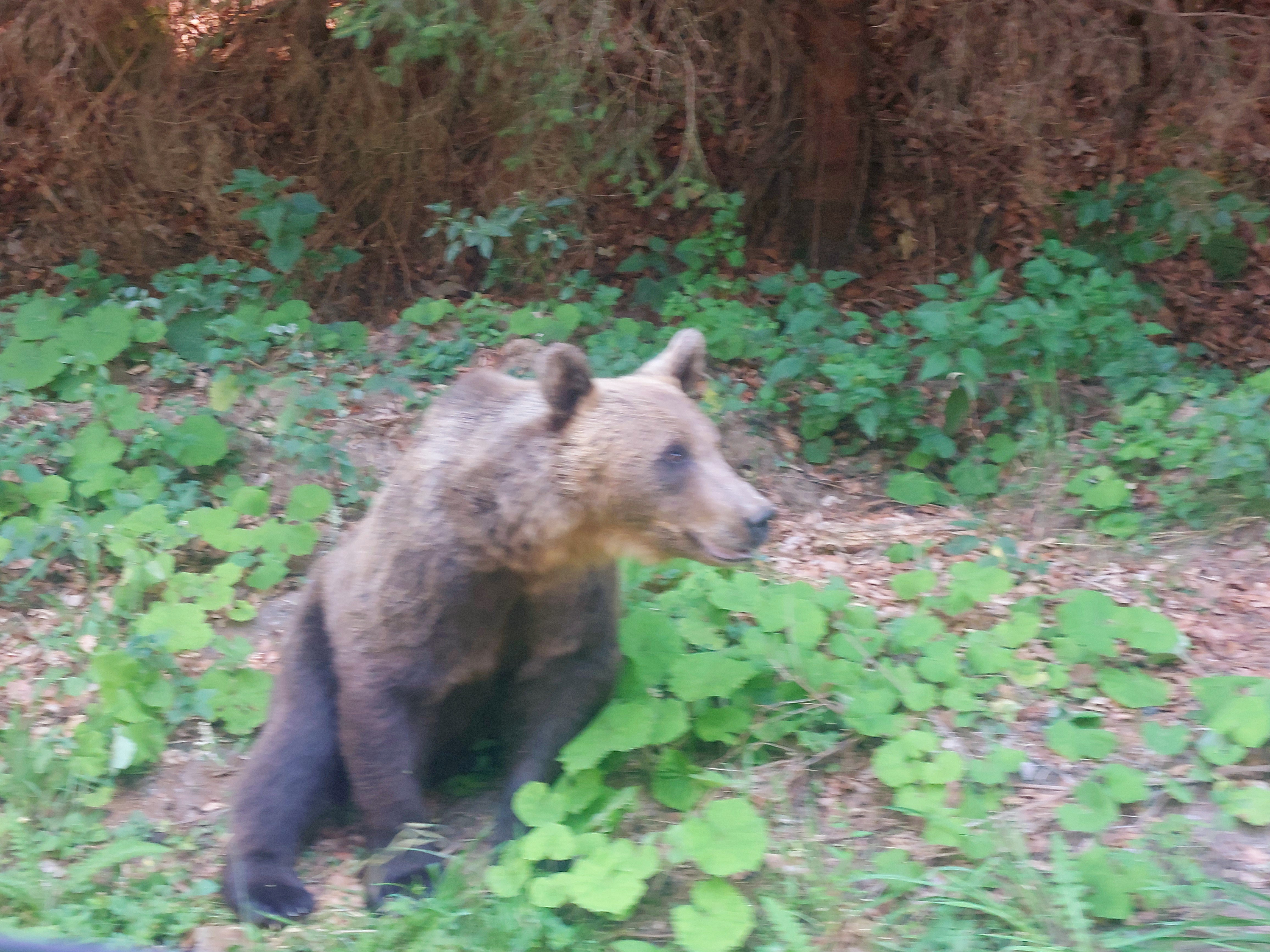 Braunbär ganz nah an der Transfăgărășan – Rumänien Roadtrip