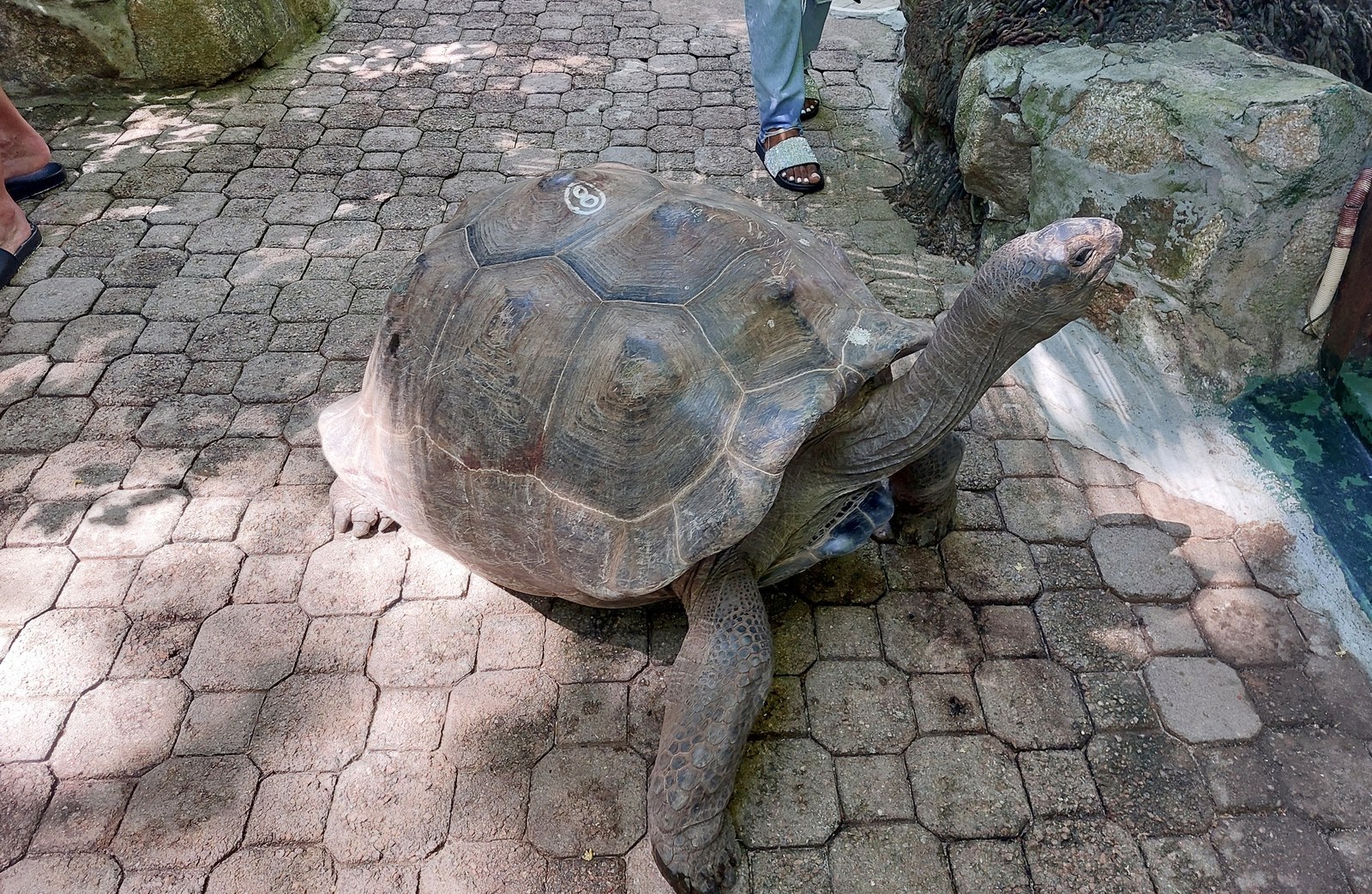 Riesenschildkröten Seychellen