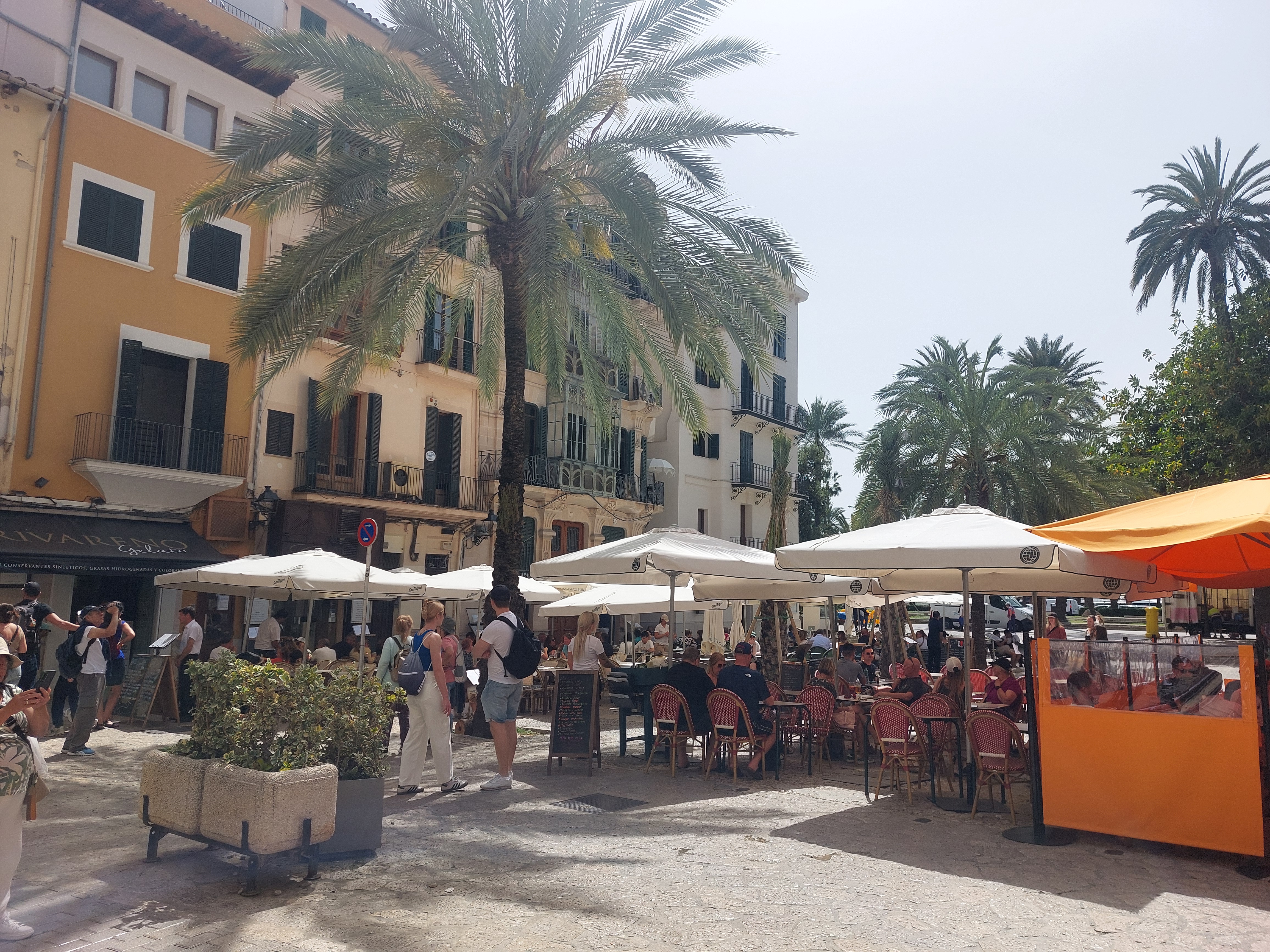 Schattiger Platz mit Palme und Straßencafé in Palma de Mallorca